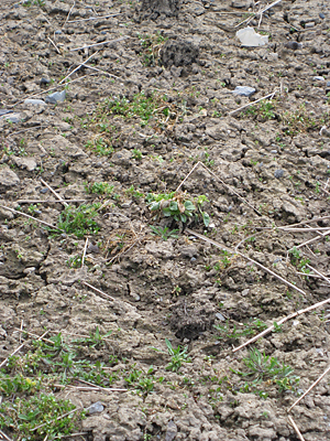 pansy unmulched